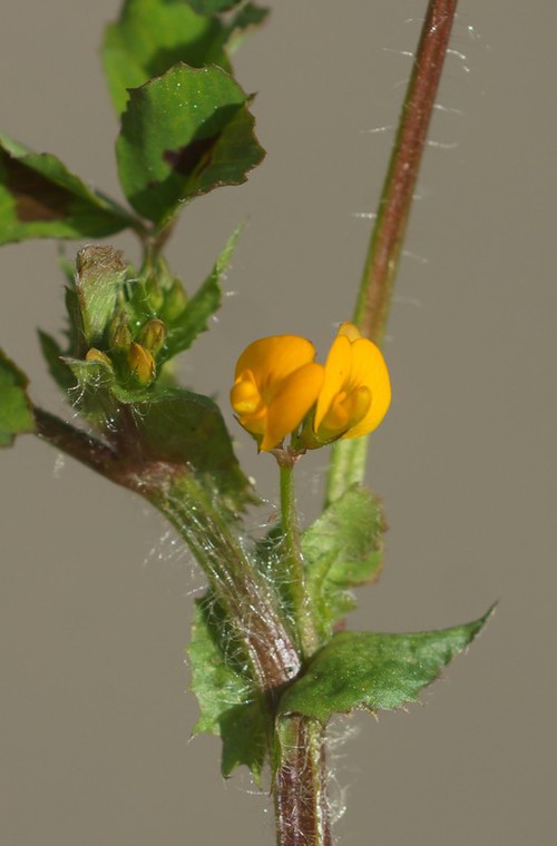 inflorescence