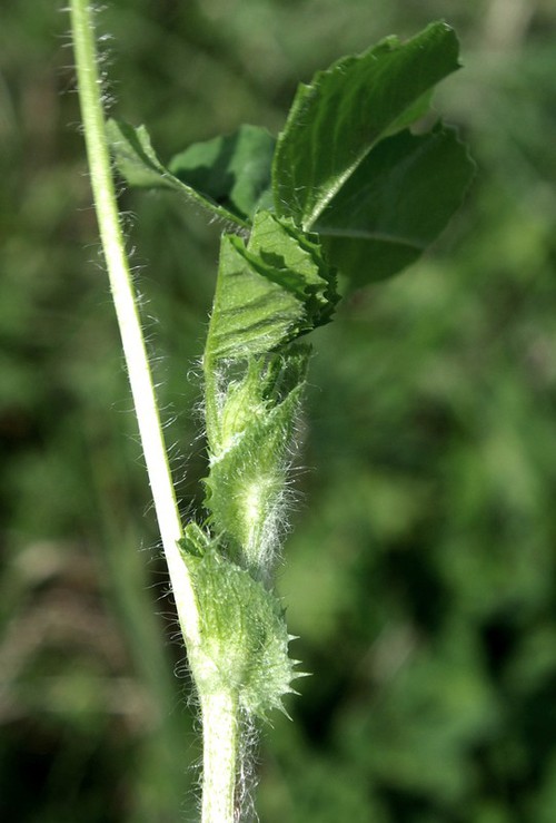 stipule