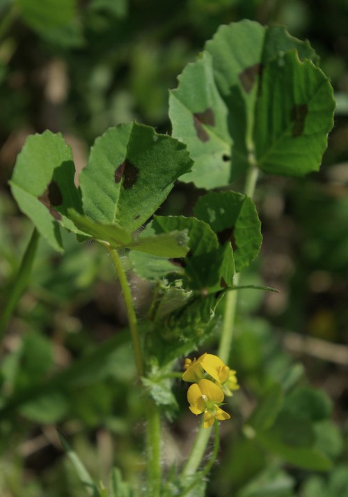 Plante entière