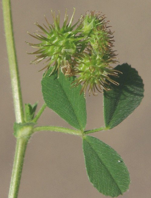 fruit