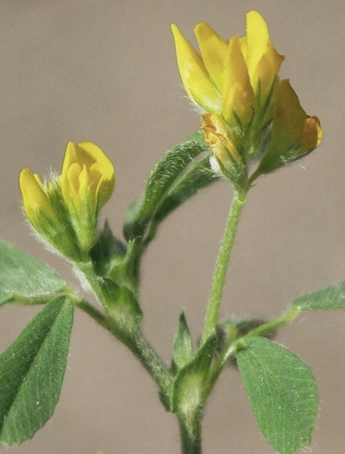 inflorescence