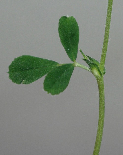 stipule