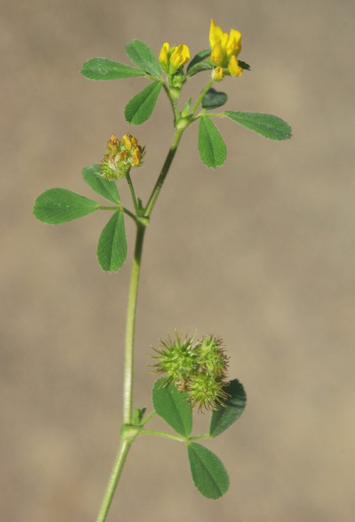 Plante entière