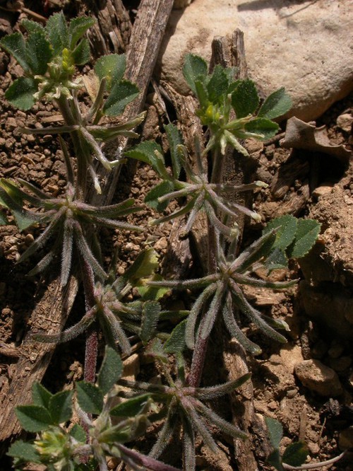 Plante entière