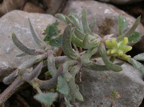 fruit