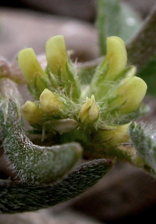 inflorescence