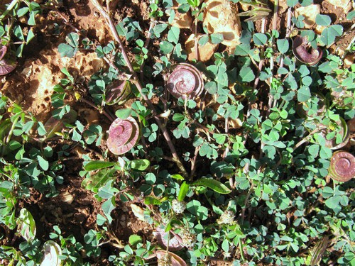 Plante entière