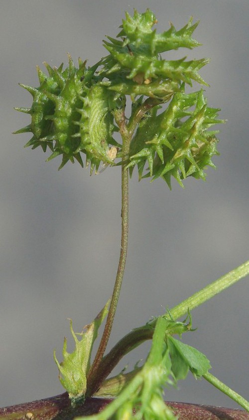 fruit
