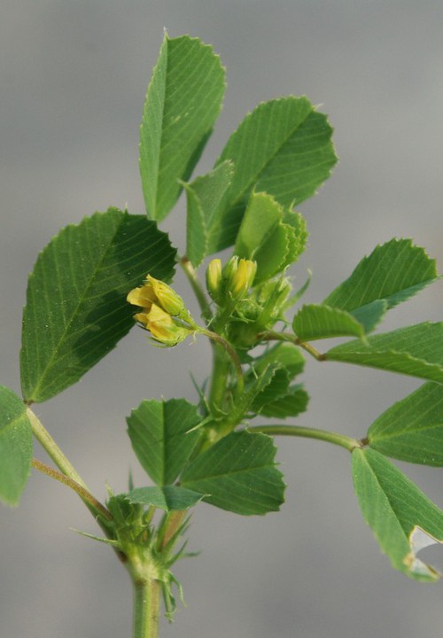 inflorescence