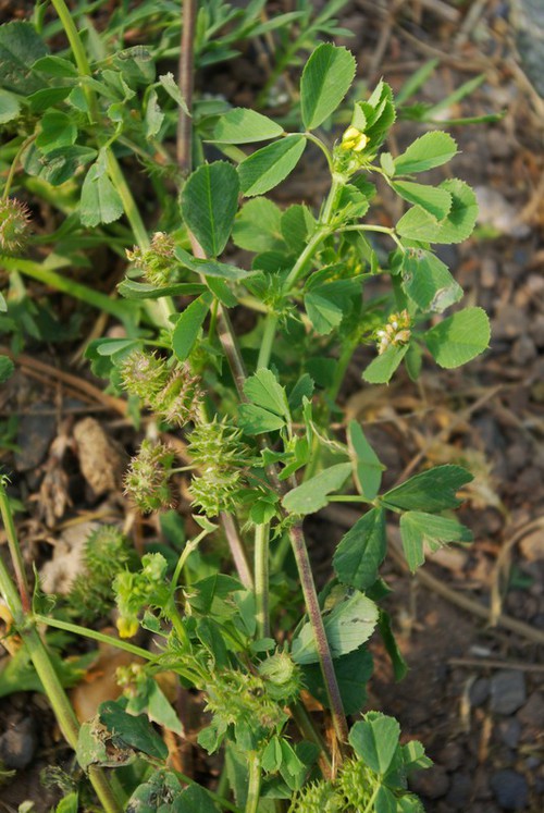 Plante entière