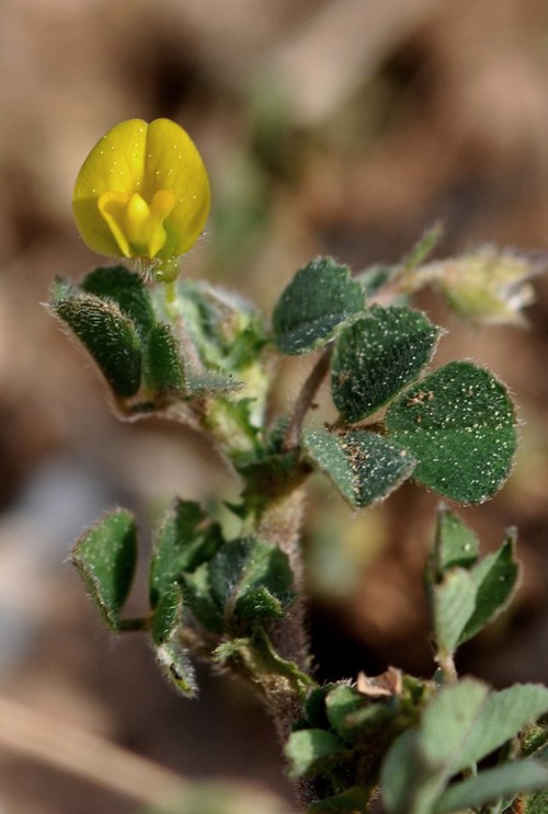 Plante entière