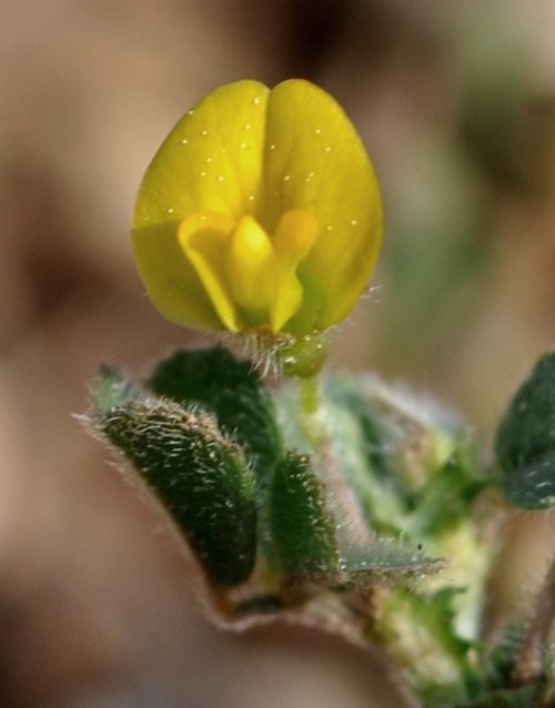 fleur
