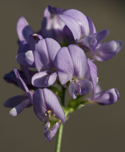 détail fleur