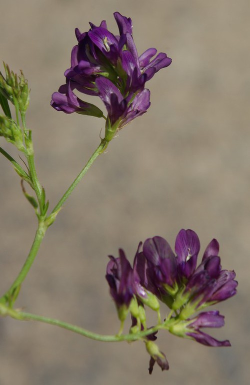inflorescence