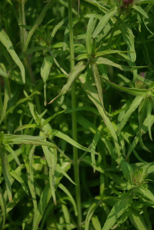 feuille