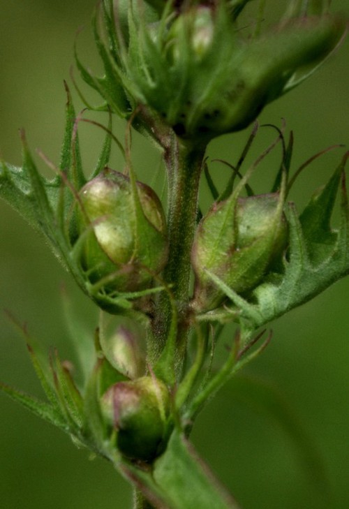 fruit