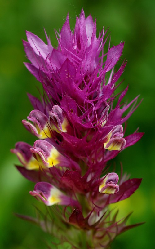 inflorescence