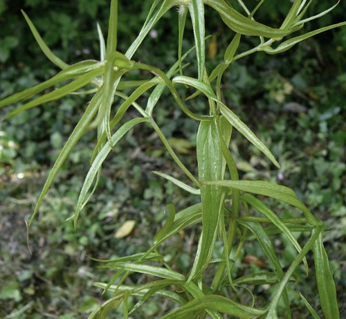 feuille