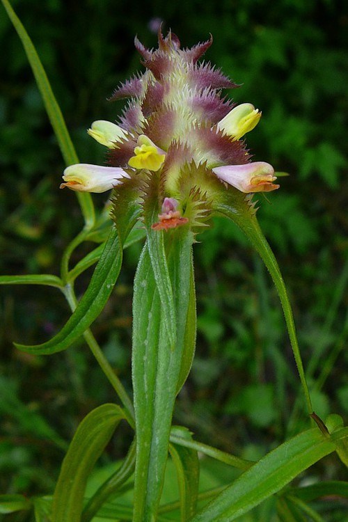 inflorescence