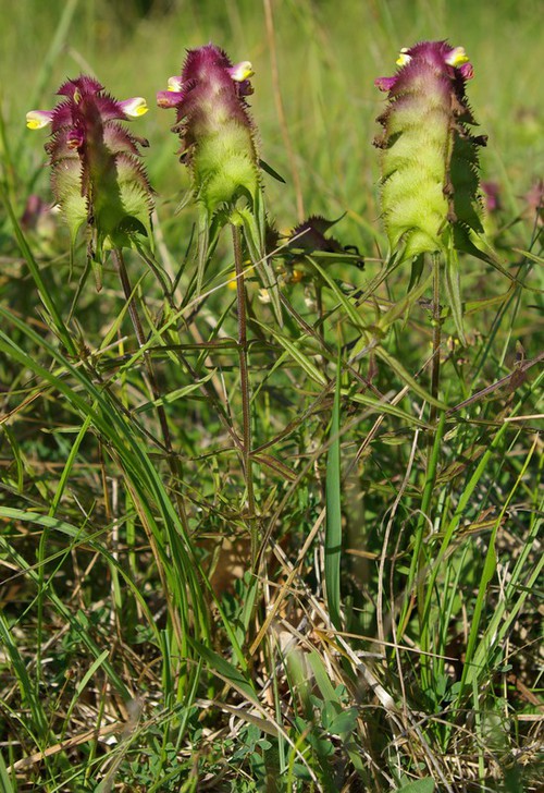 Plante entière
