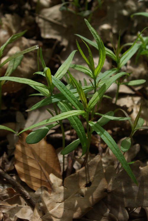 feuille