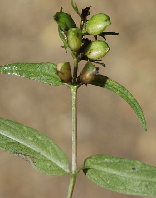 fruit
