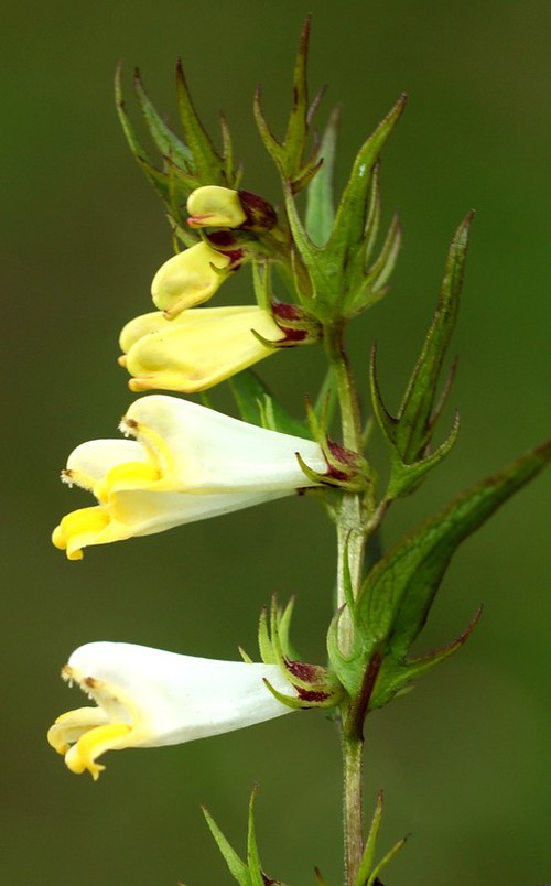 inflorescence