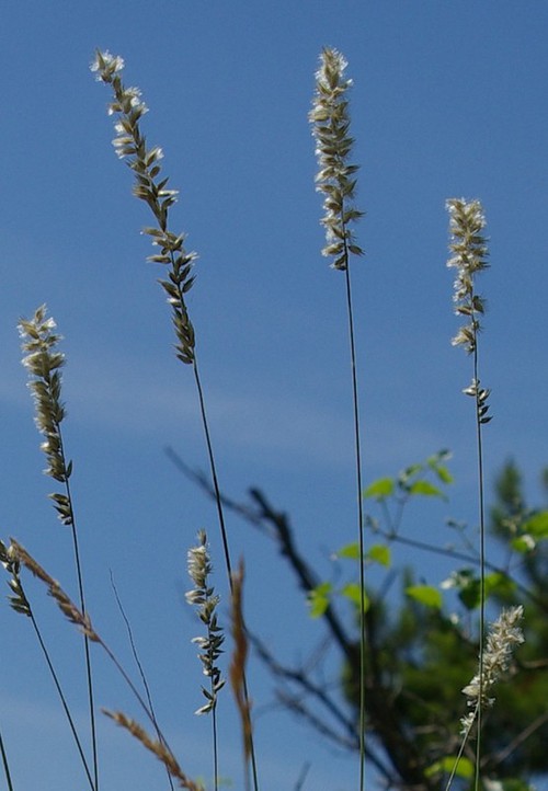 Inflorescence
