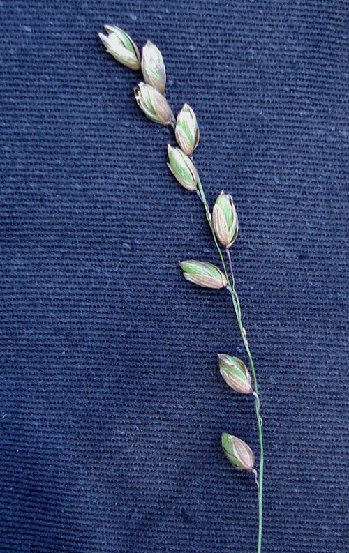 détail fleur