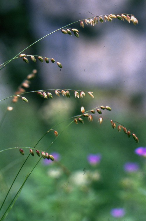 inflorescence