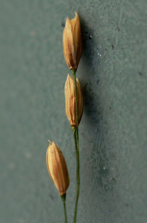 détail fruit
