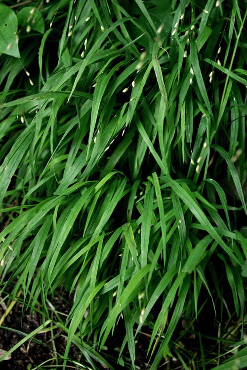 feuille