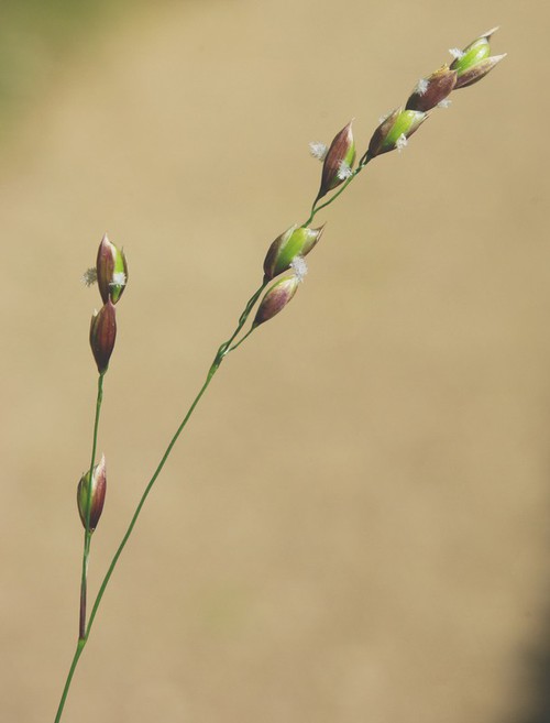 inflorescence