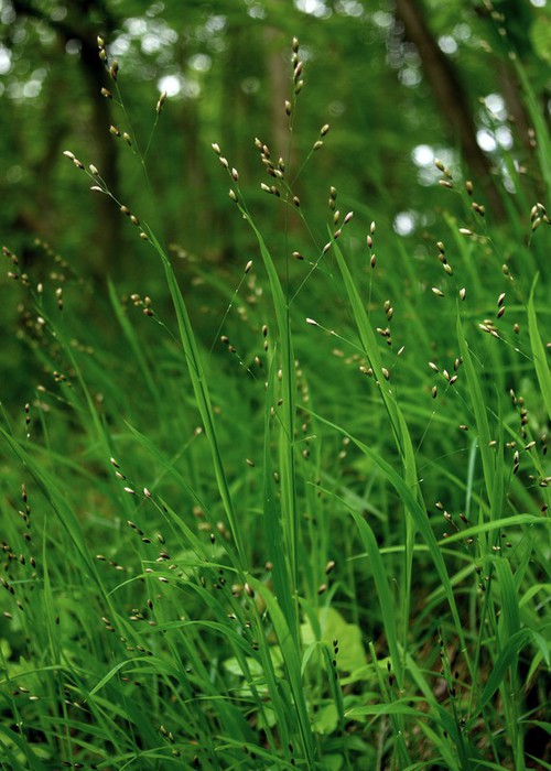 Plante entière