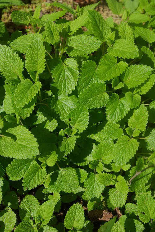 feuille