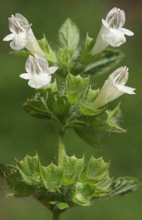 inflorescence