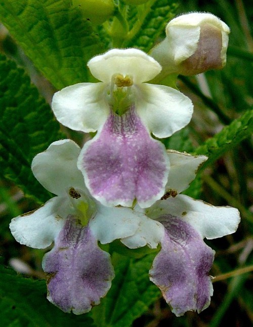 détail fleur