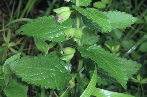 feuille