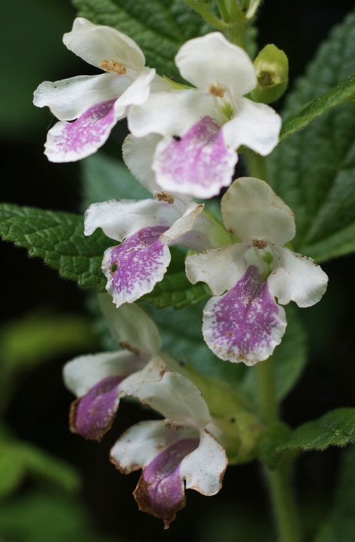 fleur