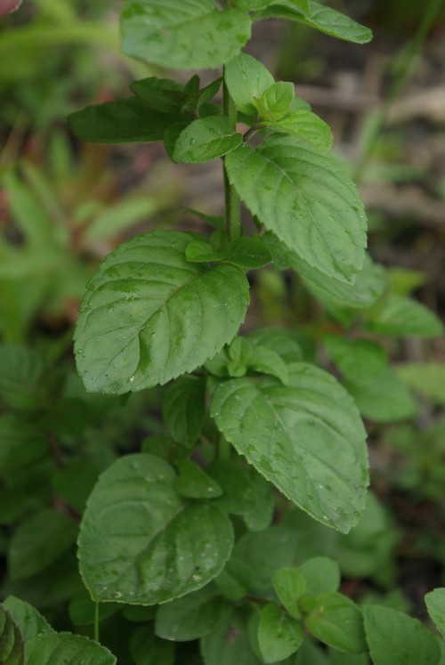 feuille