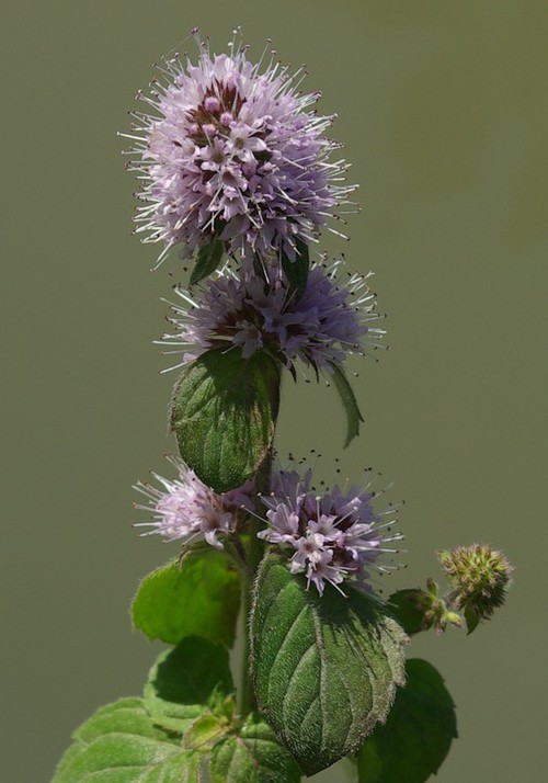inflorescence