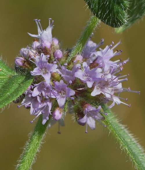 détail fleur