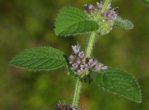feuille