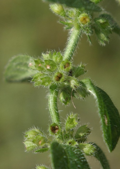 fruit