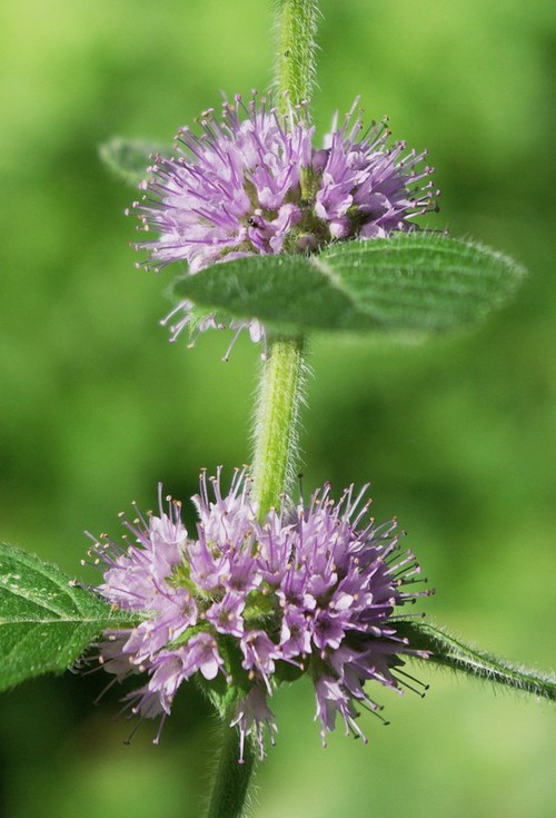 inflorescence