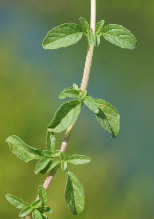feuille