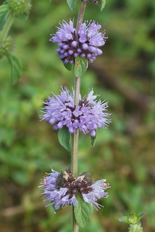 inflorescence