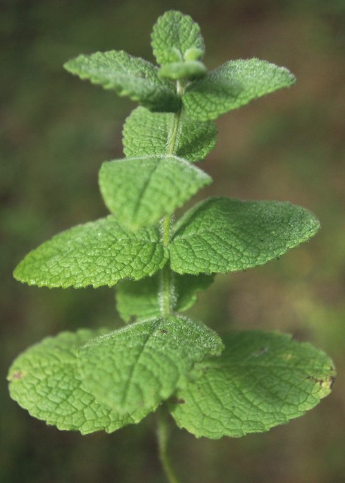 feuille