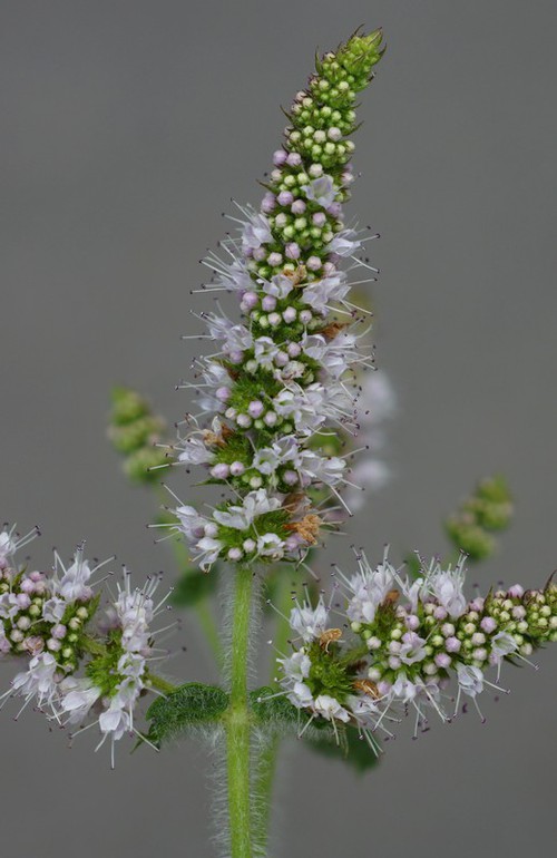 inflorescence