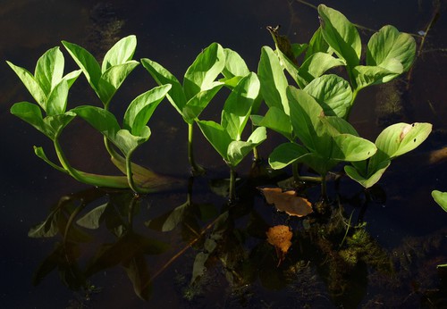 détail feuilles